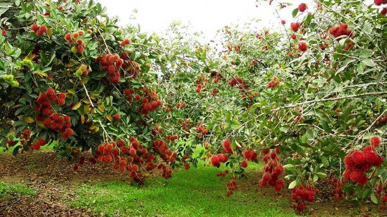 Vườn trái cây Chín Hoán