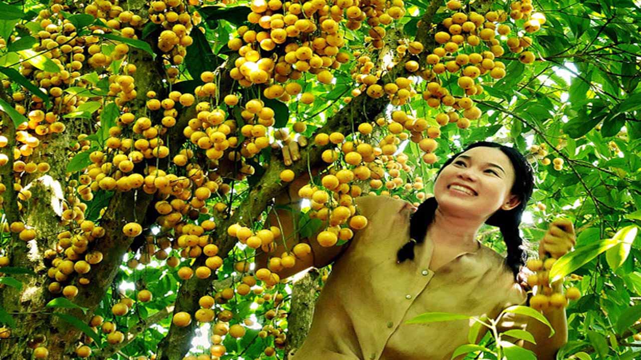 Vườn trái cây Tám Lộc