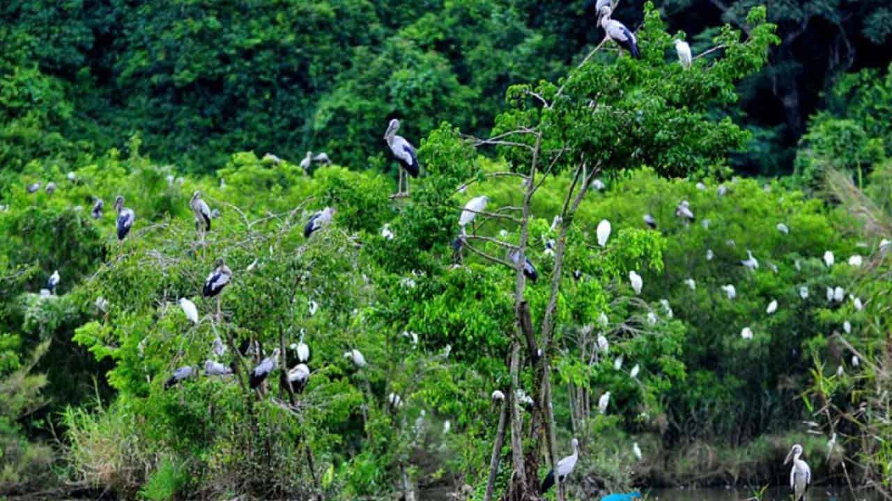 Vườn cò Tân Long có đa dạng các chủng loại cò
