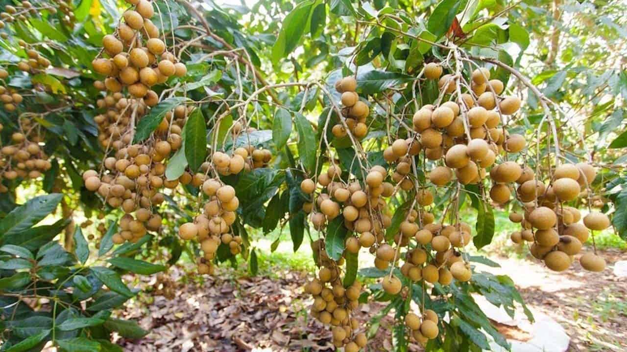 Vườn nhãn cổ trăm tuổi ở Bạc Liêu